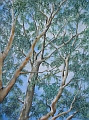 Gum Trees - oil painting